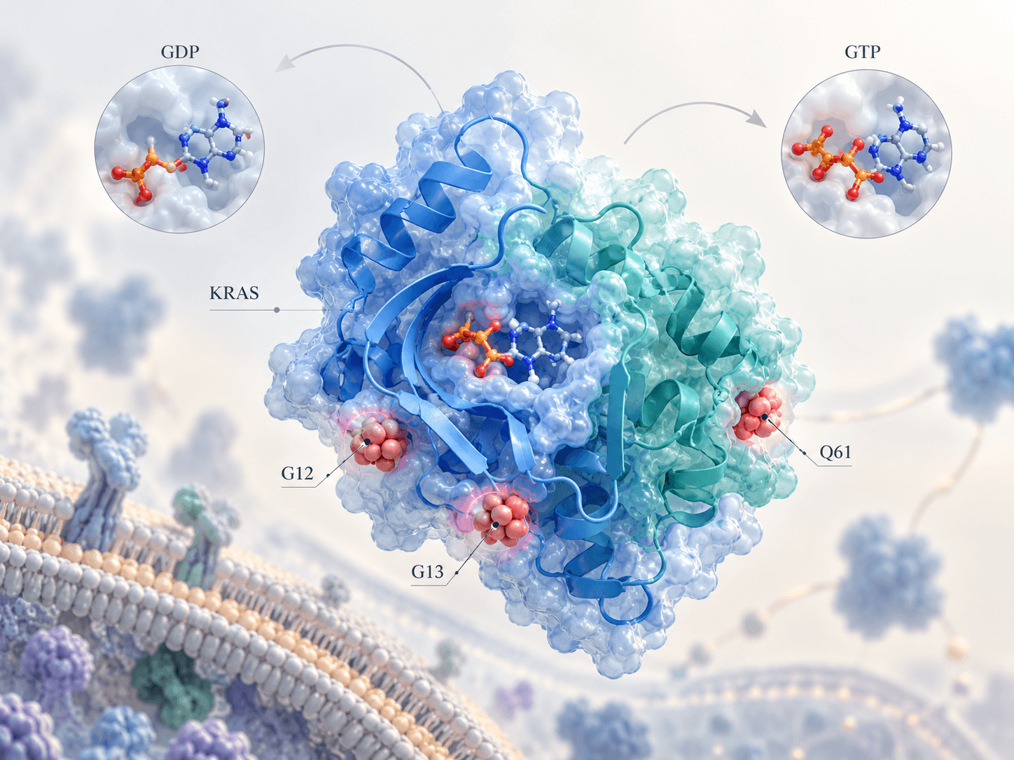 Conceptual illustration of the KRAS protein in light blue and teal, with GDP and GTP shown in detail and the G12, G13 and Q61 positions highlighted in red